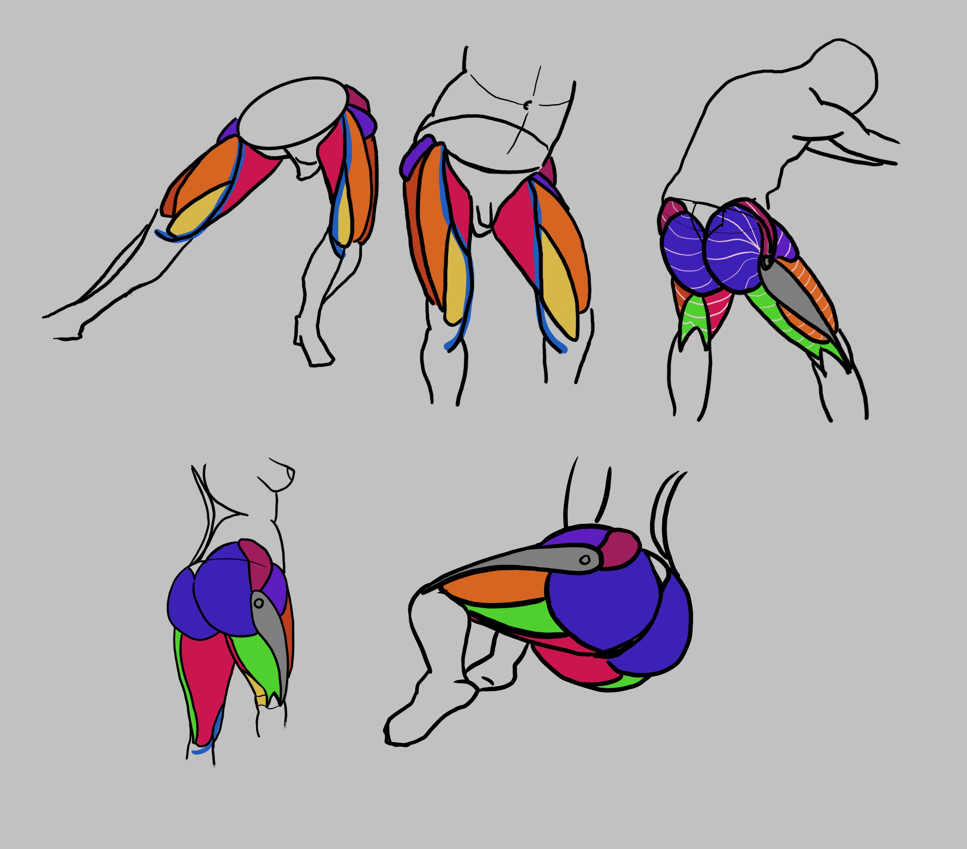 5 figure drawings with color call-outs for the various hip & butt muscles