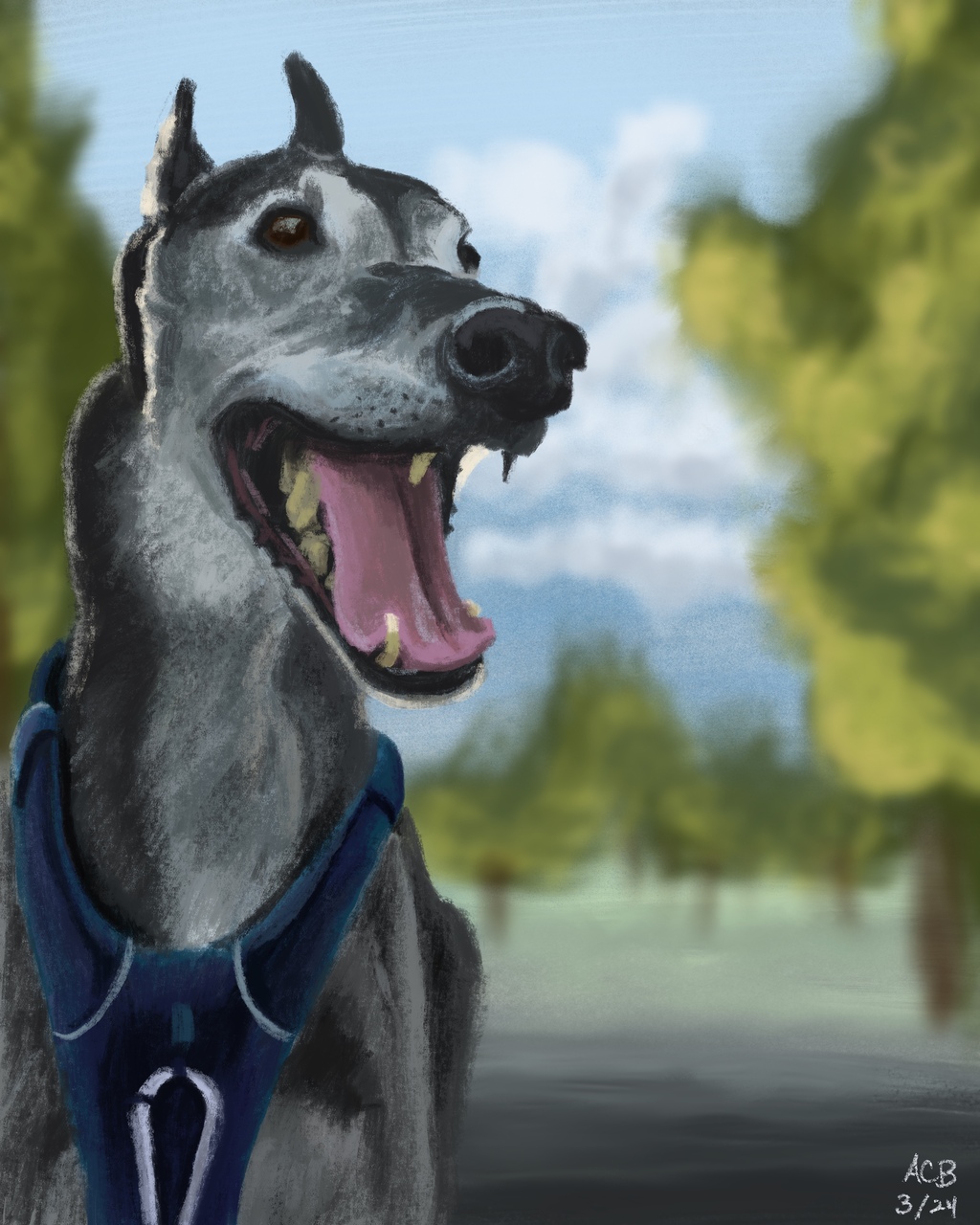 Portrait of my greyhound Riley, wearing a huge smile on a good day at the park