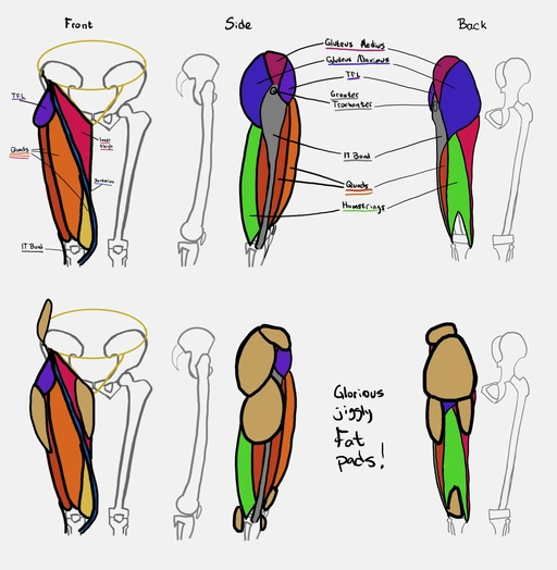 Diagram of hip & butt musculature from the front, side, and back. Plus a row of those augmented with the basic fat pads that gives those areas shape